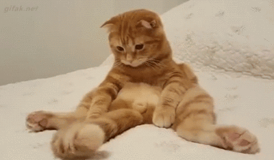 40100118.gif