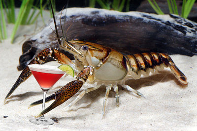 crayfish.jpg