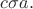 $c\sigma a.$